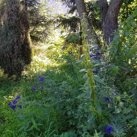 Letni Konopka 別荘 *