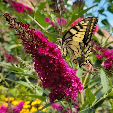 別荘 Letni Konopka