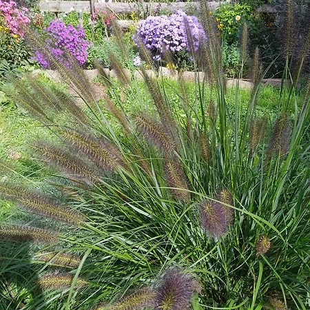 Letni Konopka 別荘