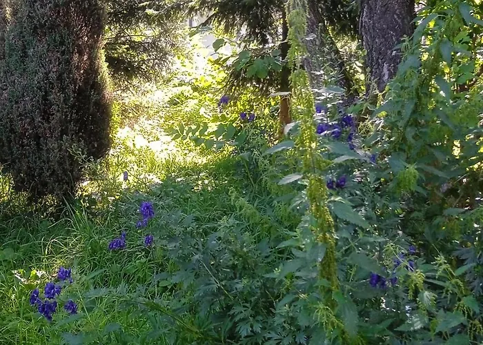 Letni Konopka 別荘 *