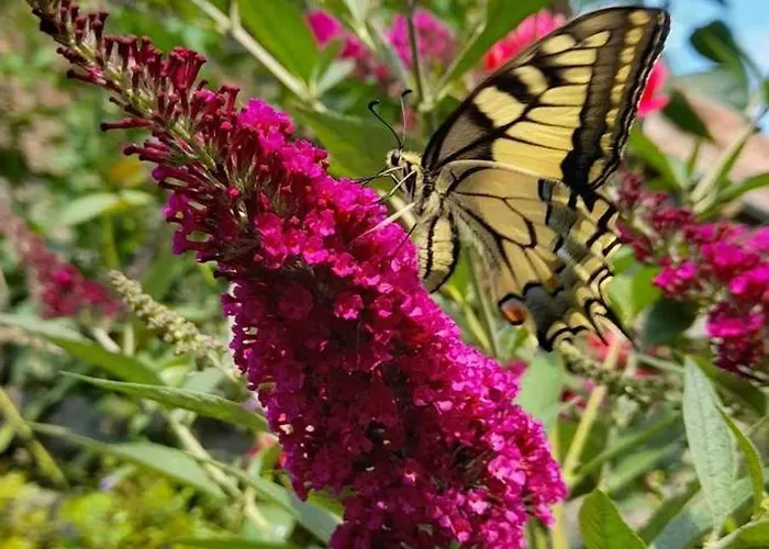 別荘 Letni Konopka