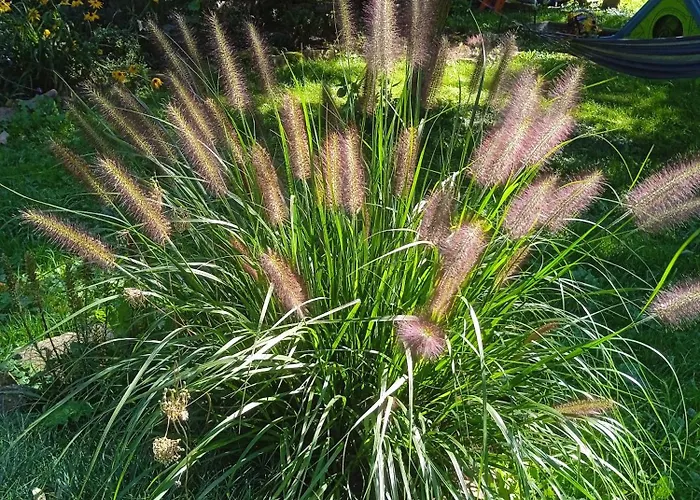 別荘 Letni Konopka *