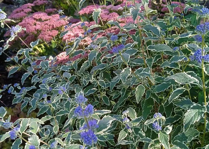 Letni Konopka * Jeżów Sudecki