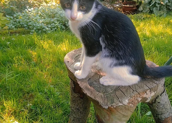 Letni Konopka 別荘 *